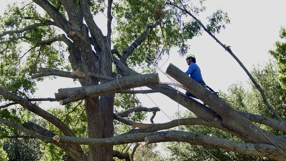 Professional Crown Thinning performed by certified arborists in Rossiter